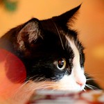 A twinkle in my eye.