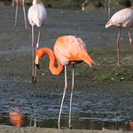 Caribbean Flamingo [Adult]