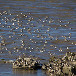 Meols Waders 01 2018-10-28