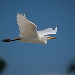 Egret Flying By