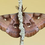 Antheraea polyphemus ♂ Polyphemus Moth