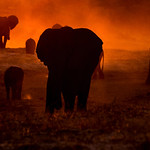Elephants from hell