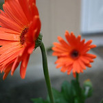 Gerbera Daisies