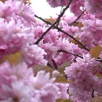 Pink Blossoms