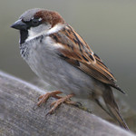 reifel jan 11 house sparrow on fence