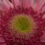 Daisy pink