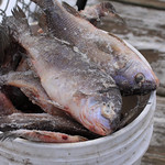 Frozen fish