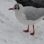 Strand-on-the-Green Snow 2nd Dec 2010