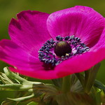 Anemone
