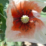 Papaver/Poppy