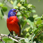 Painted Bunting