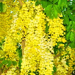 Yellow Tropical flowers