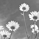 daisy&acute;s b/w