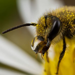 o0o0o0o Daisy Bee Bubbles o0o0o0o