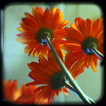 Orange Daisy