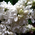 White Lilac