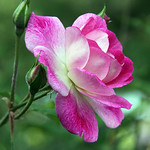 The Huntington 12.11.10 6