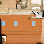 Stork in full flight, rooftops of Marrakech