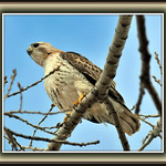Regal Red-Tailed Hawk