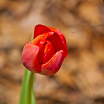 One Tulip