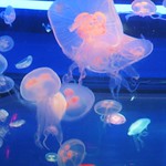 Jellyfish (2)