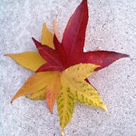 Early Christmas Star ..! - Moby-CNV00022 c