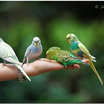 Malagos Garden Resort: Bird-feeding