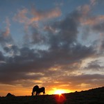 Grazing Mules Sunset Simien Mountains Landscape Ethiopia