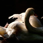 Swan & Feather
