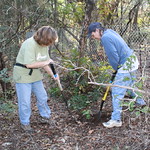 WTP4 Native Plant Relocation 027