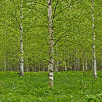 birch wood
