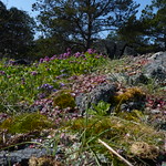 southey island easter 099