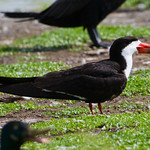 Black Skimmer