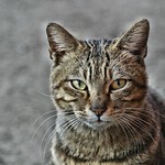 cat, Higashiosaka, Japan