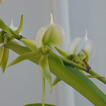 Angraecum eburneum
