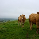 Cows in Ecton Hill