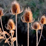 teasel