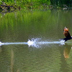 Double-crested Cormorant