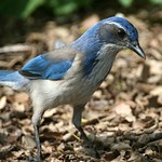 Western Scrub Jay
