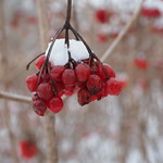 Winter red fruots