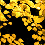 Golden Leaves