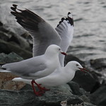 seagull (6)