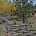 Snaking through the aspen