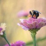 the difficulties of just bee-ing