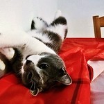 Il y avait des chiens de porte... Je vous pr&eacute;sente le chat de table!!! ;-)