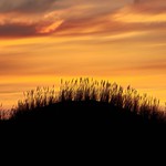 Marram grass silhouette