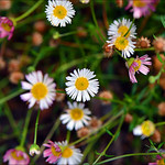 Daisy_like_Flower_04