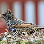 Female Starling