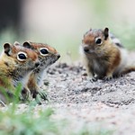 Golden Mantled Ground Squirrels_03