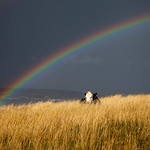 The cow that jumped the rainbow